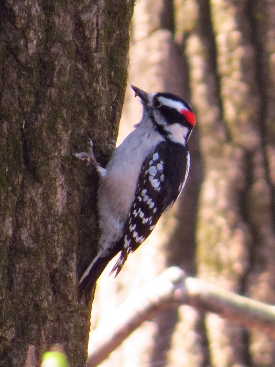 Downy Woodpecker - ML313845061