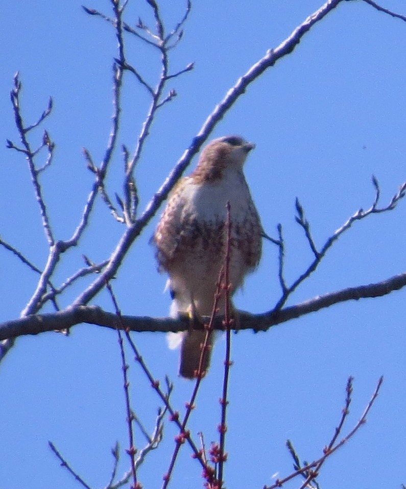 Red-tailed Hawk - ML313845351