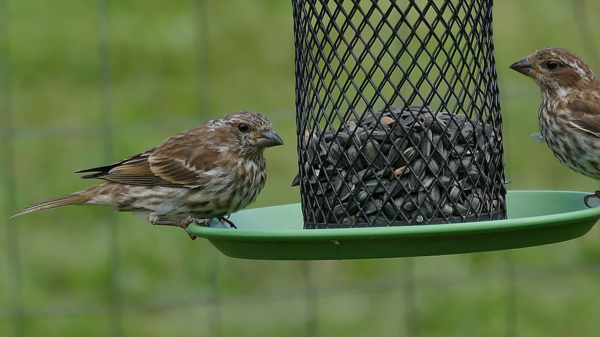 Purple Finch - ML313845931