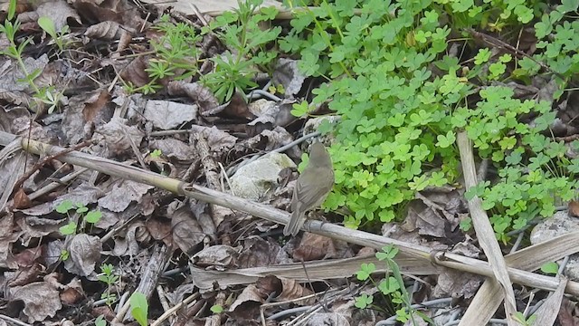 Common Chiffchaff (Common) - ML313847061