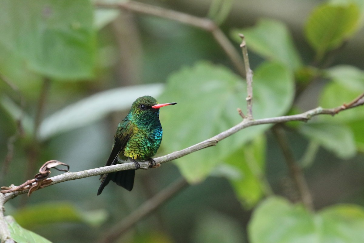 Glittering-bellied Emerald - Daniel Branch