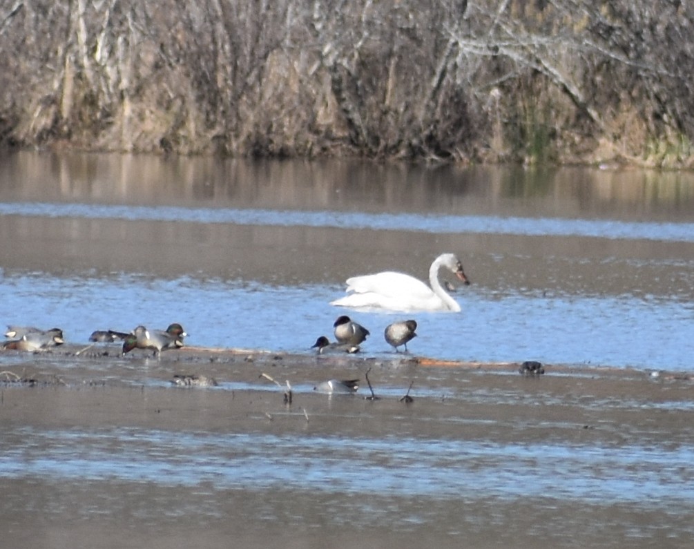 Tundra Swan - ML313850541