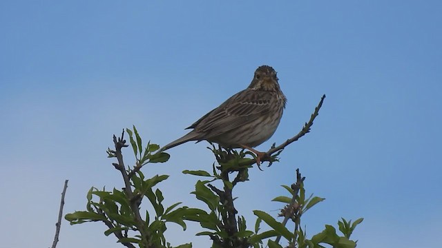 Corn Bunting - ML313850591