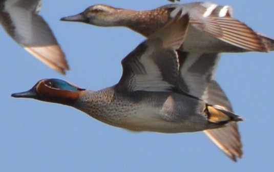 Green-winged Teal - AM AMSA