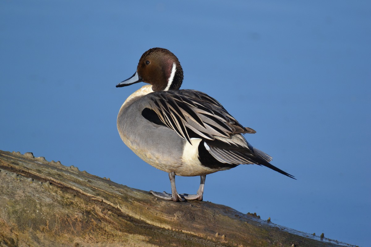 Northern Pintail - Will Anderson