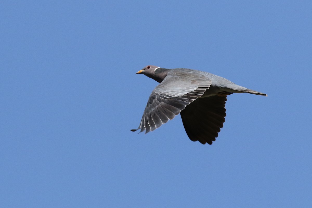 Band-tailed Pigeon - ML313858371