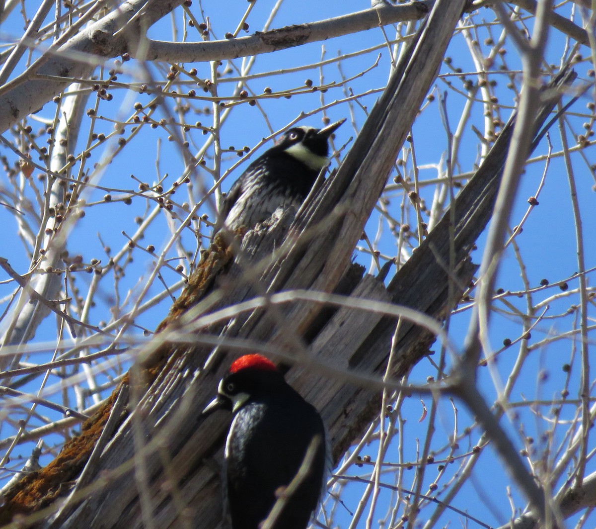 Acorn Woodpecker - ML313858701