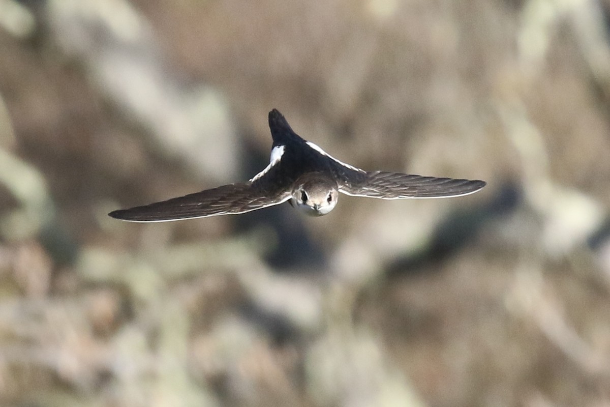 White-throated Swift - ML313858711