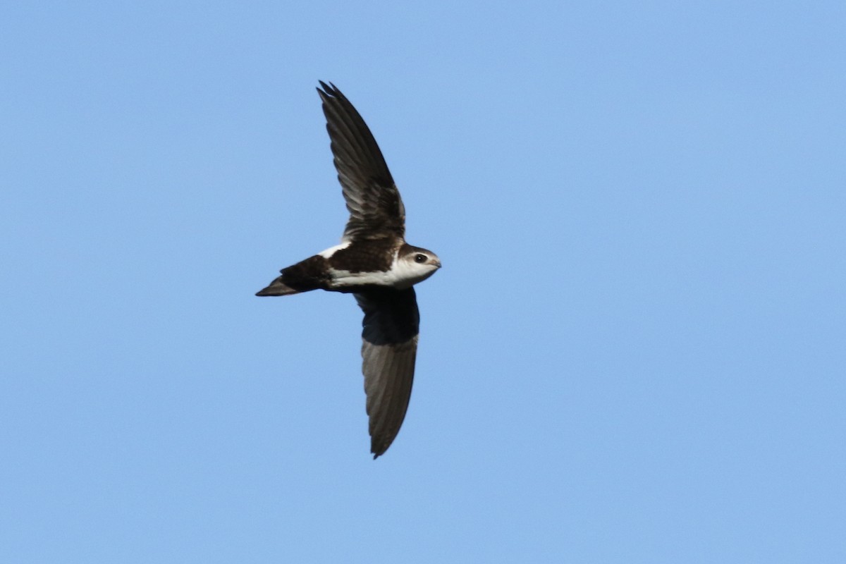 White-throated Swift - ML313858741