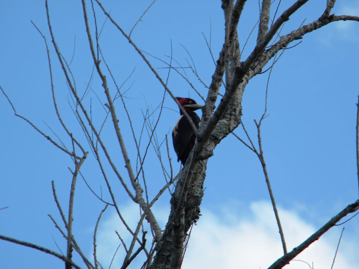 Cream-backed Woodpecker - ML313858861