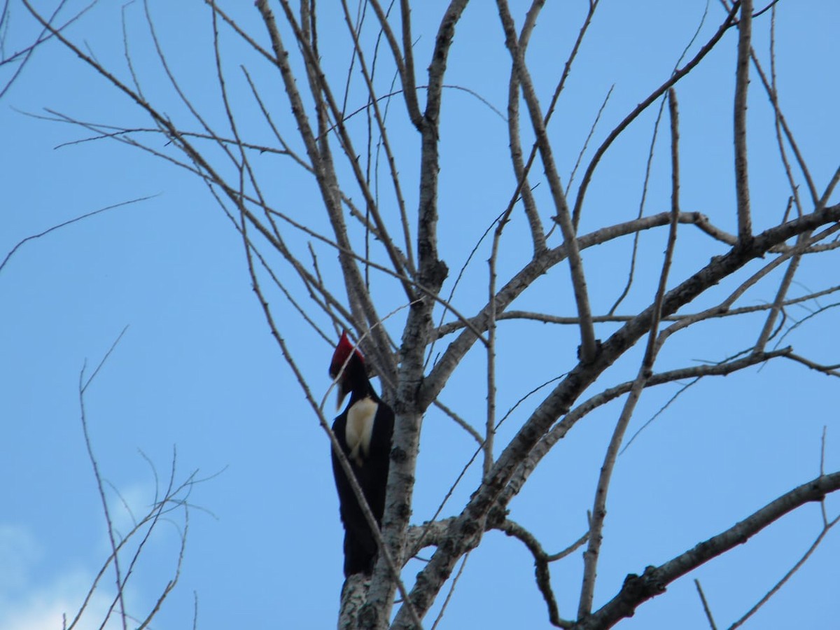 Cream-backed Woodpecker - ML313858871