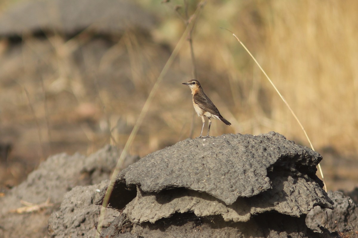 Heuglin's Wheatear - ML313859311