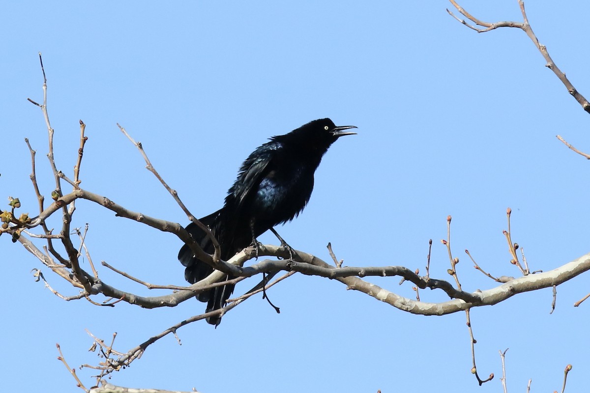 Great-tailed Grackle - ML313861491