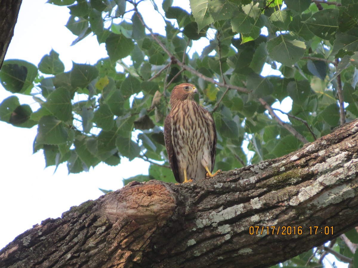 Cooper's Hawk - ML31386181