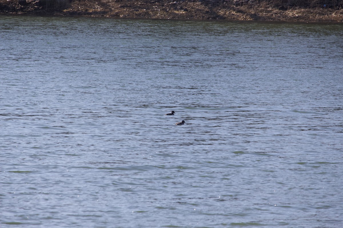 Bufflehead - ML313861831