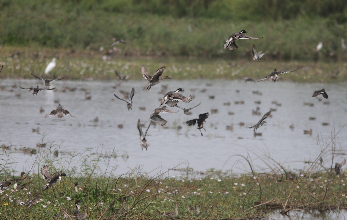 Northern Pintail - ML313861851