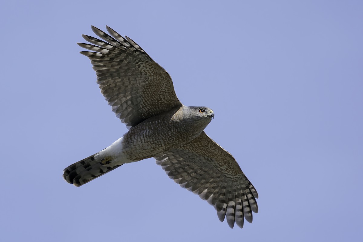 Cooper's Hawk - ML313861871