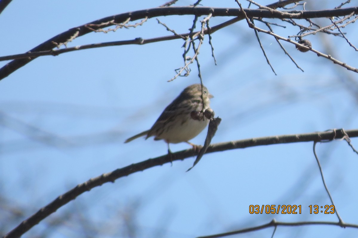 Vesper Sparrow - ML313865451