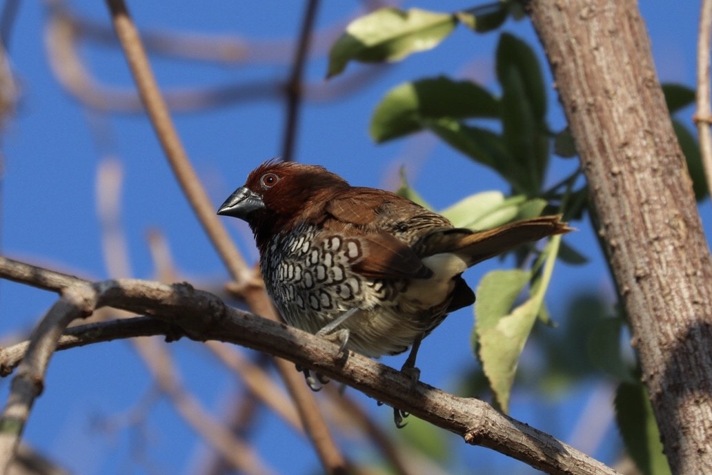 Scaly-breasted Munia - Jeffrey Fenwick