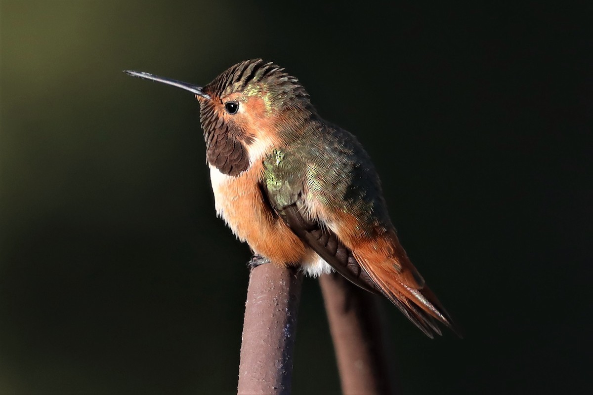 Allen's Hummingbird - ML313868751