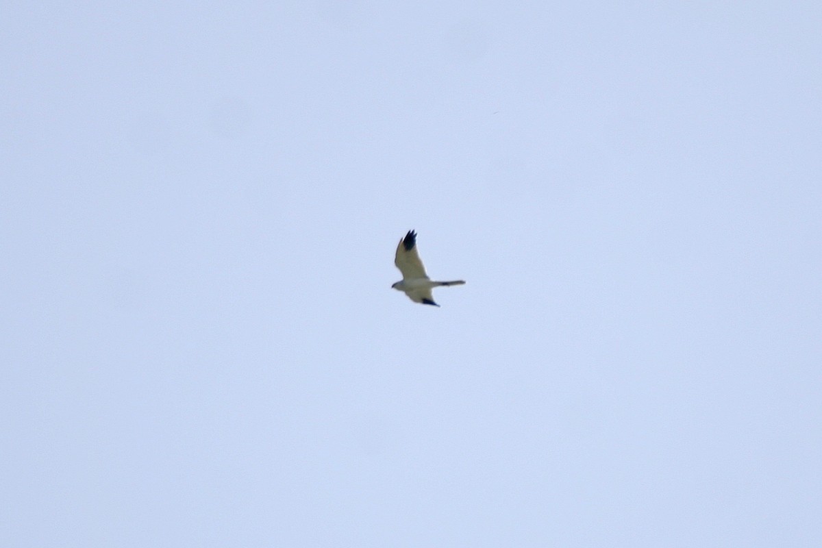 Pallid Harrier - ML313869291