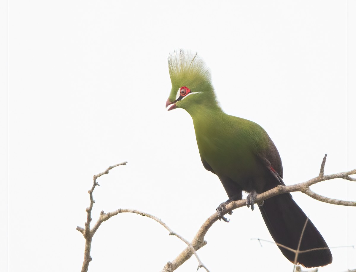 Guinea Turaco - John Sterling