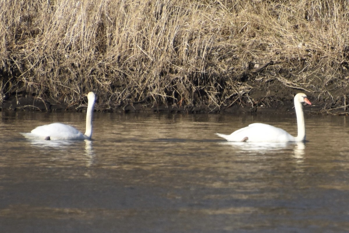 Mute Swan - Mark Messerle