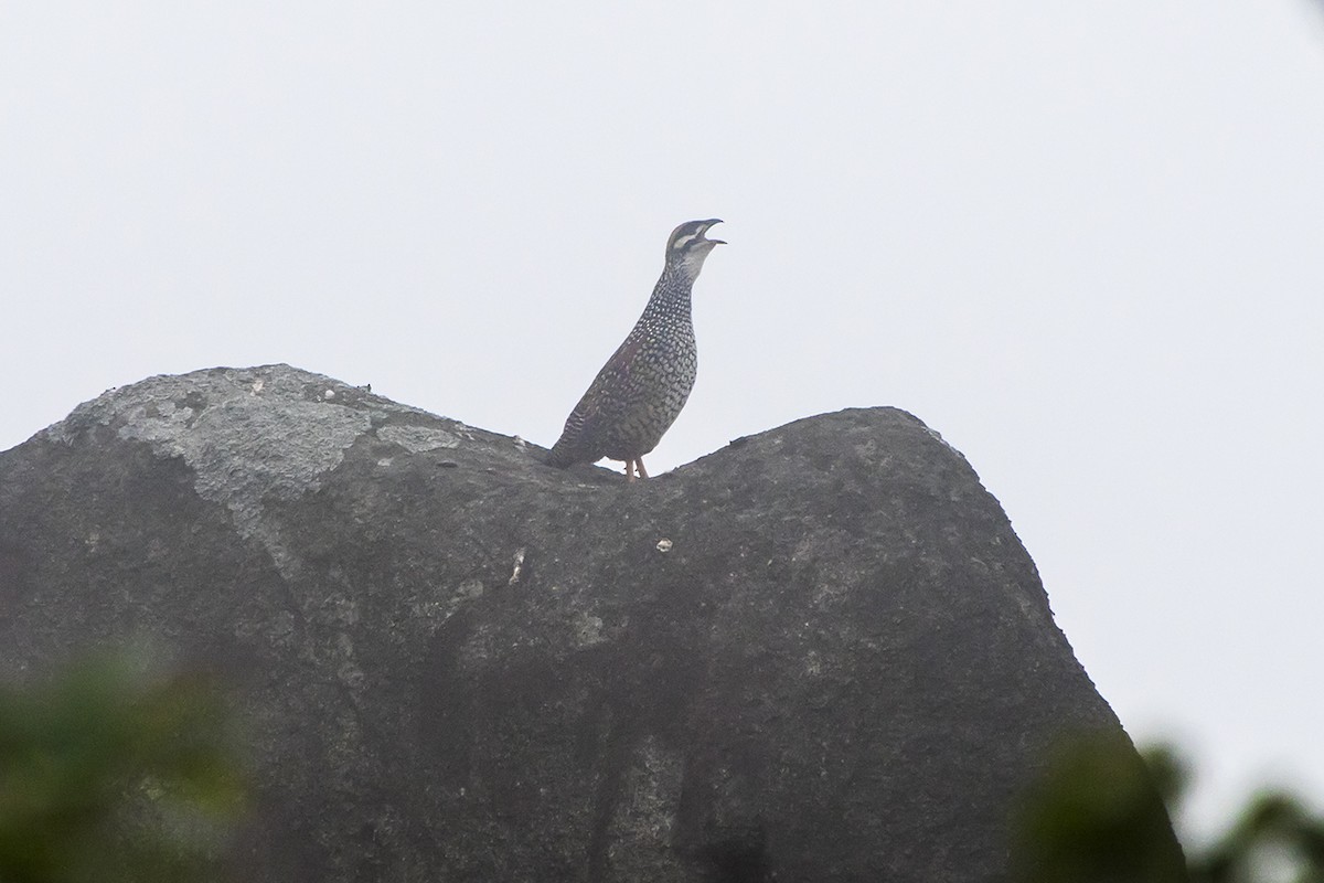 Chinese Francolin - Matthew Kwan