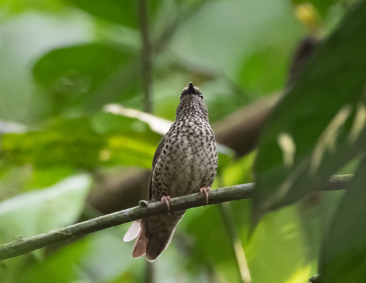 Red-fronted Antpecker - ML313873221