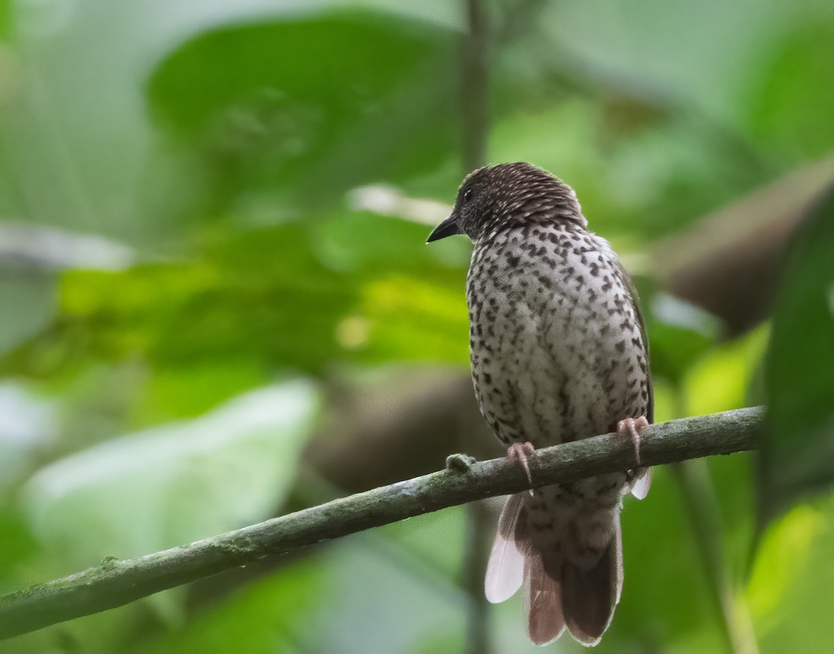 Red-fronted Antpecker - John Sterling