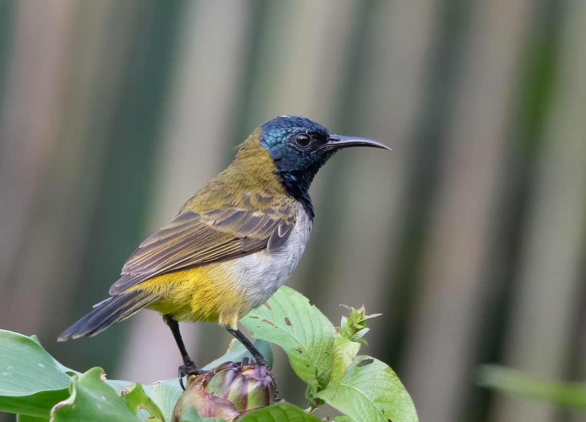 Reichenbach's Sunbird - John Sterling