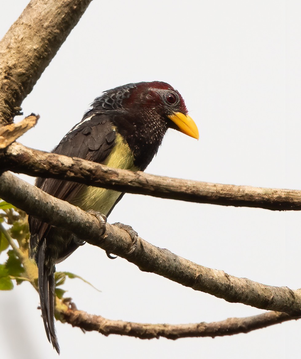 Sarı Maskeli Barbet - ML313874951