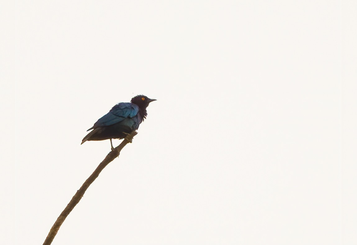 Copper-tailed Starling - ML313877111