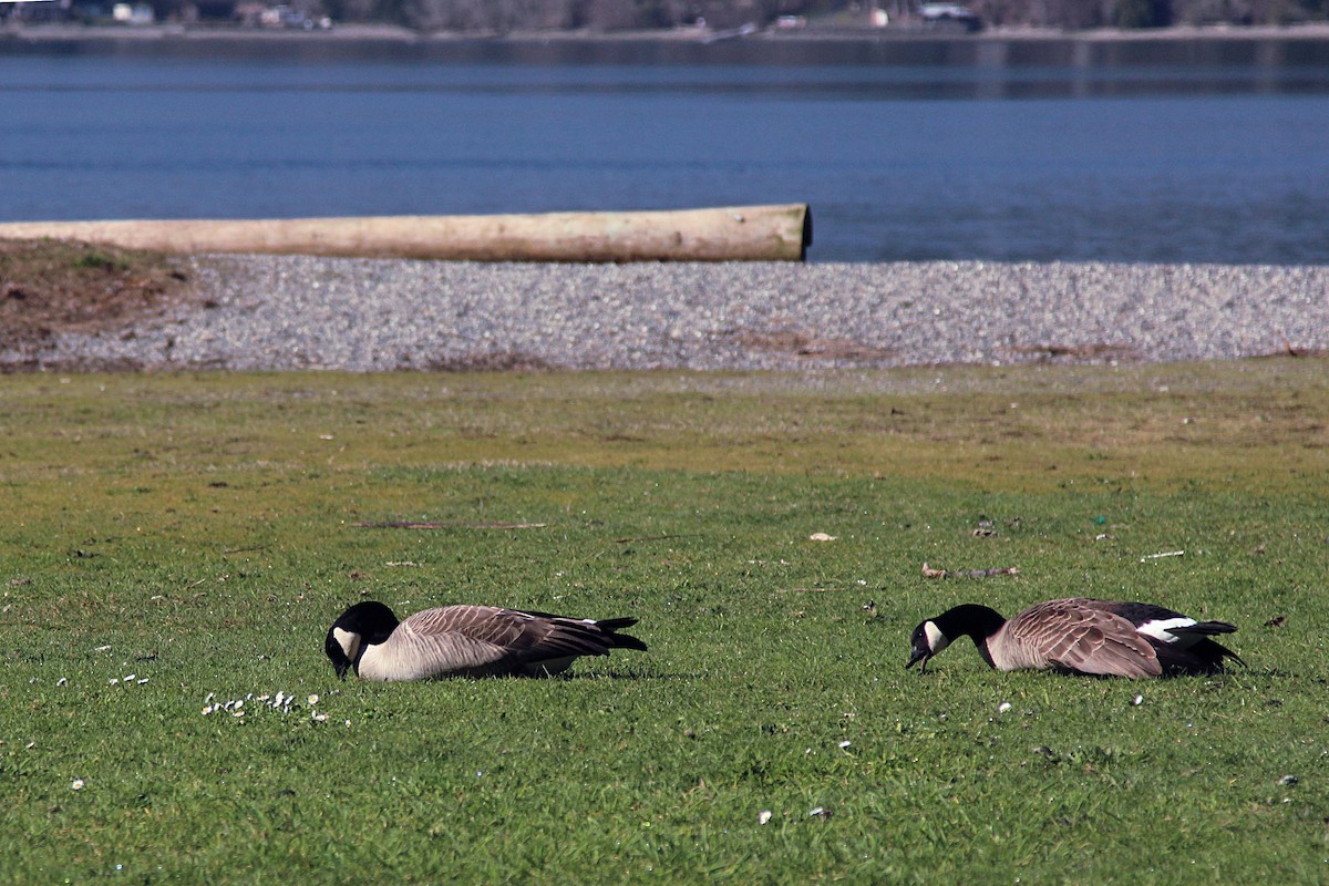 Canada Goose - ML313878911