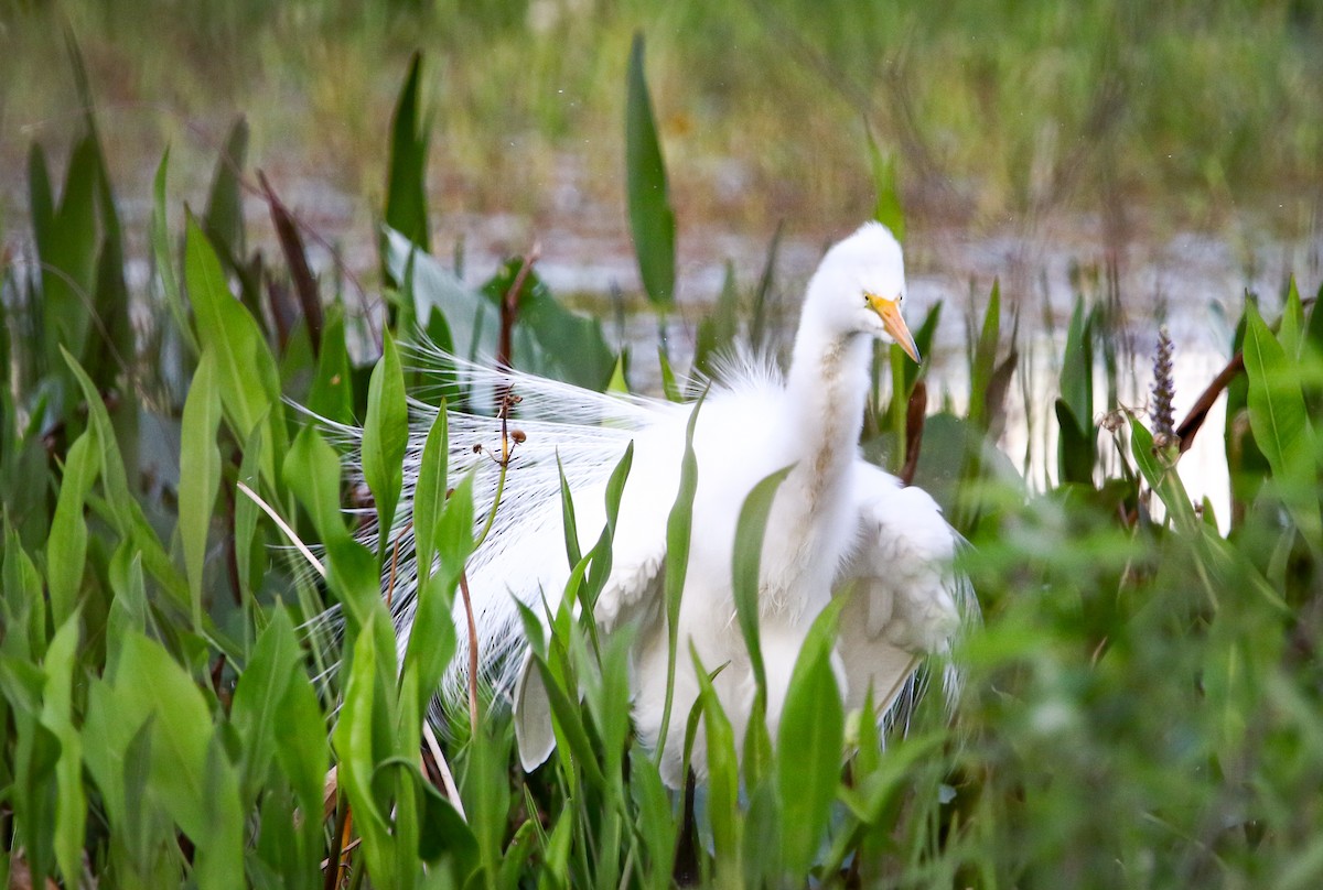 Great Egret - Patti Savage