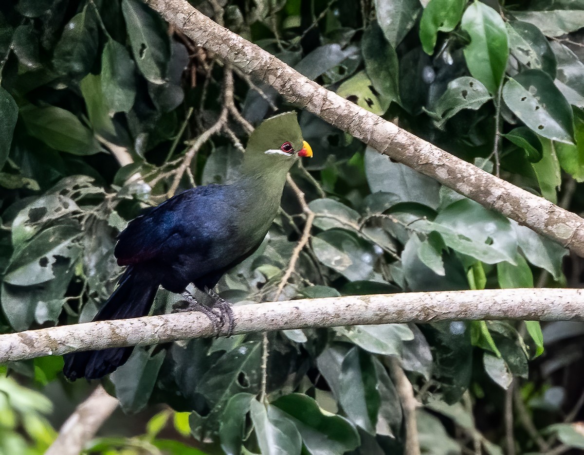 Yellow-billed Turaco - John Sterling
