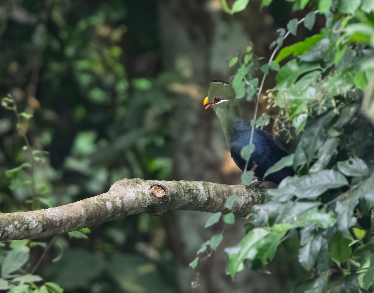 Yellow-billed Turaco - John Sterling