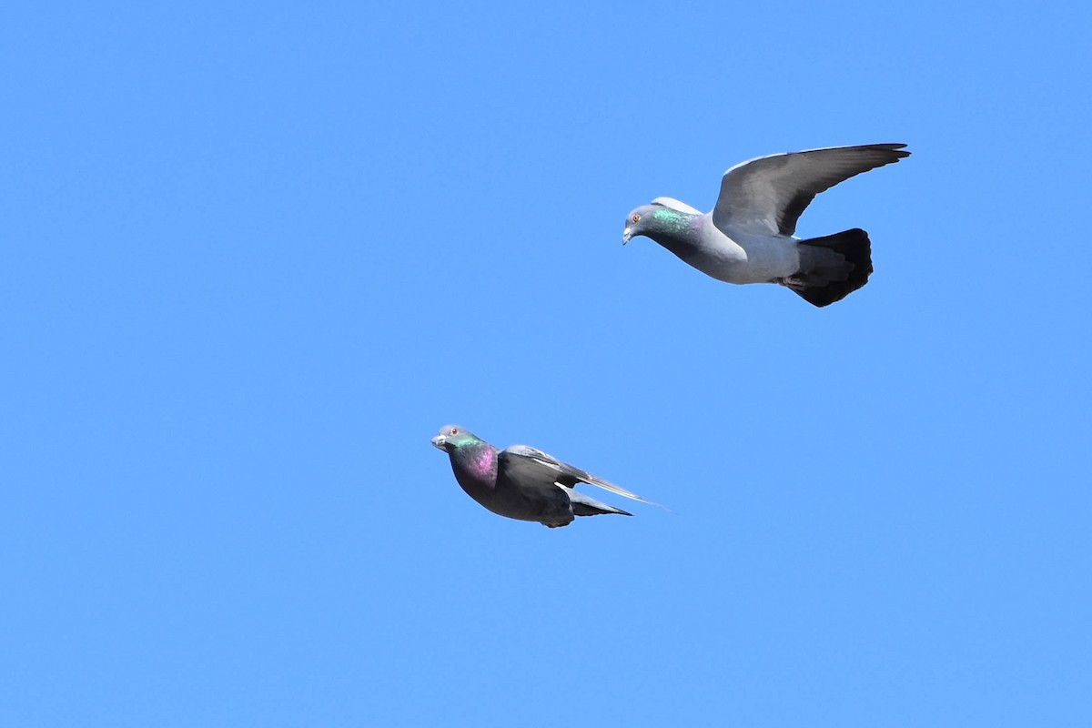 Rock Pigeon (Feral Pigeon) - ML313880451