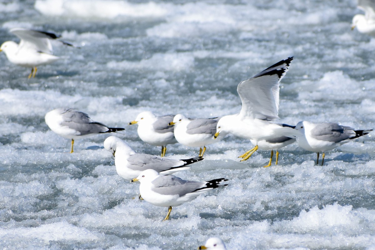 Ring-billed Gull - ML313880481