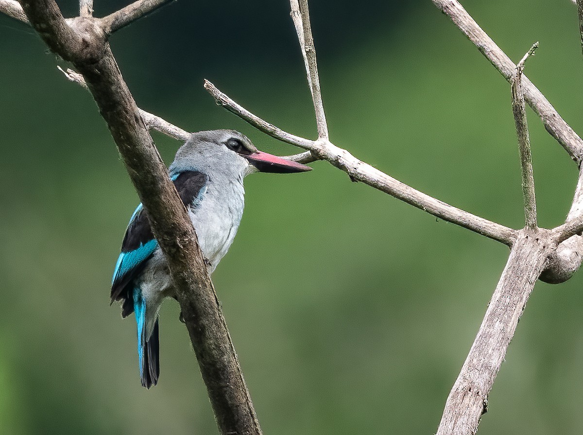 Woodland Kingfisher - ML313880561