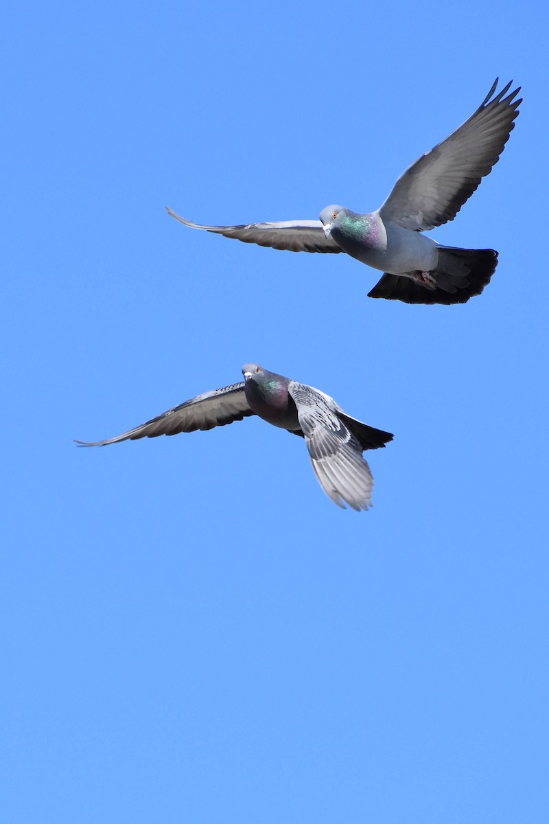 Rock Pigeon (Feral Pigeon) - ML313880681