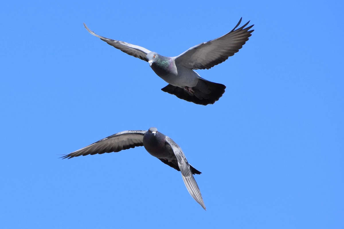 Rock Pigeon (Feral Pigeon) - Andrea Heine