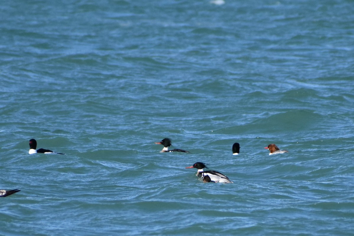 Red-breasted Merganser - ML313880941