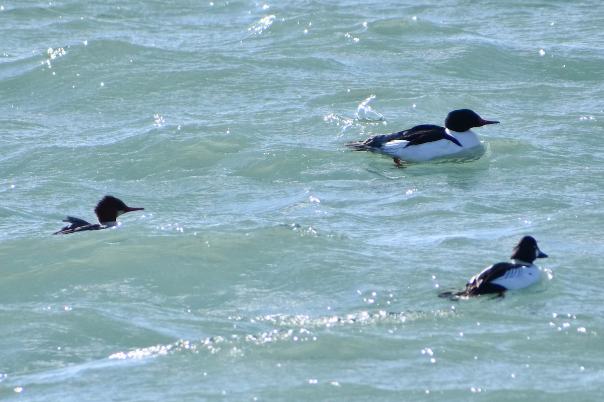 Common Merganser - ML313881021