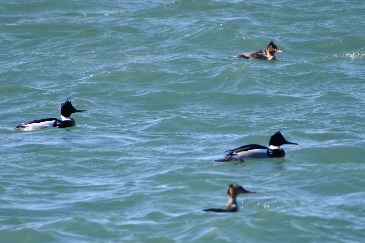 Red-breasted Merganser - ML313881171