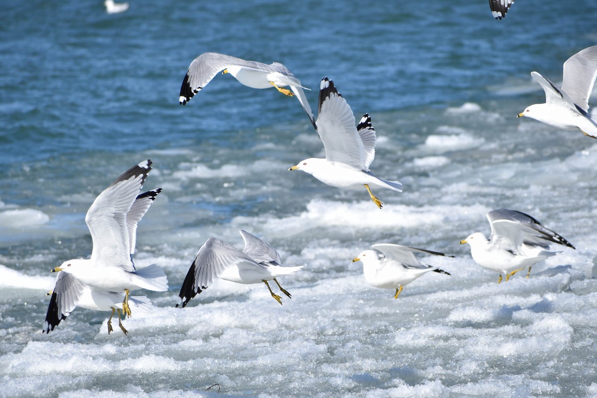 Ring-billed Gull - ML313881181