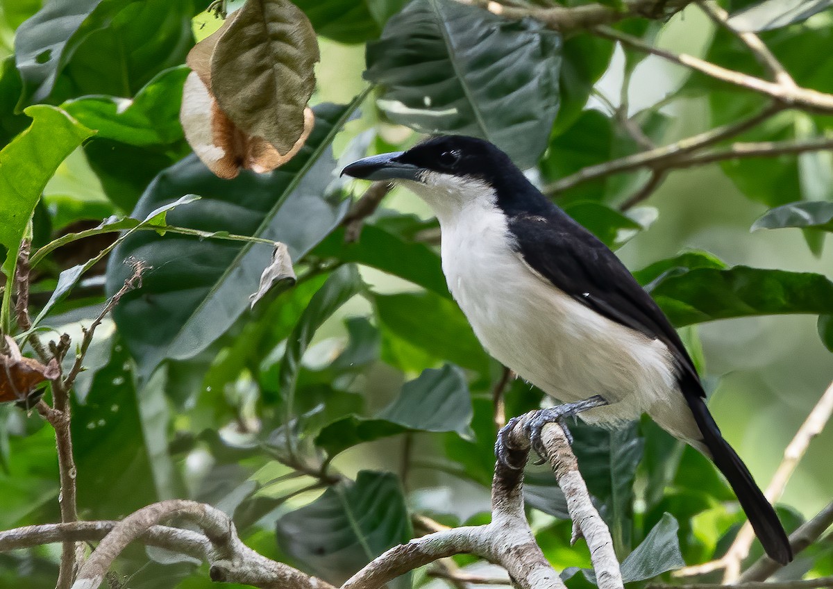 Sabine's Puffback - John Sterling