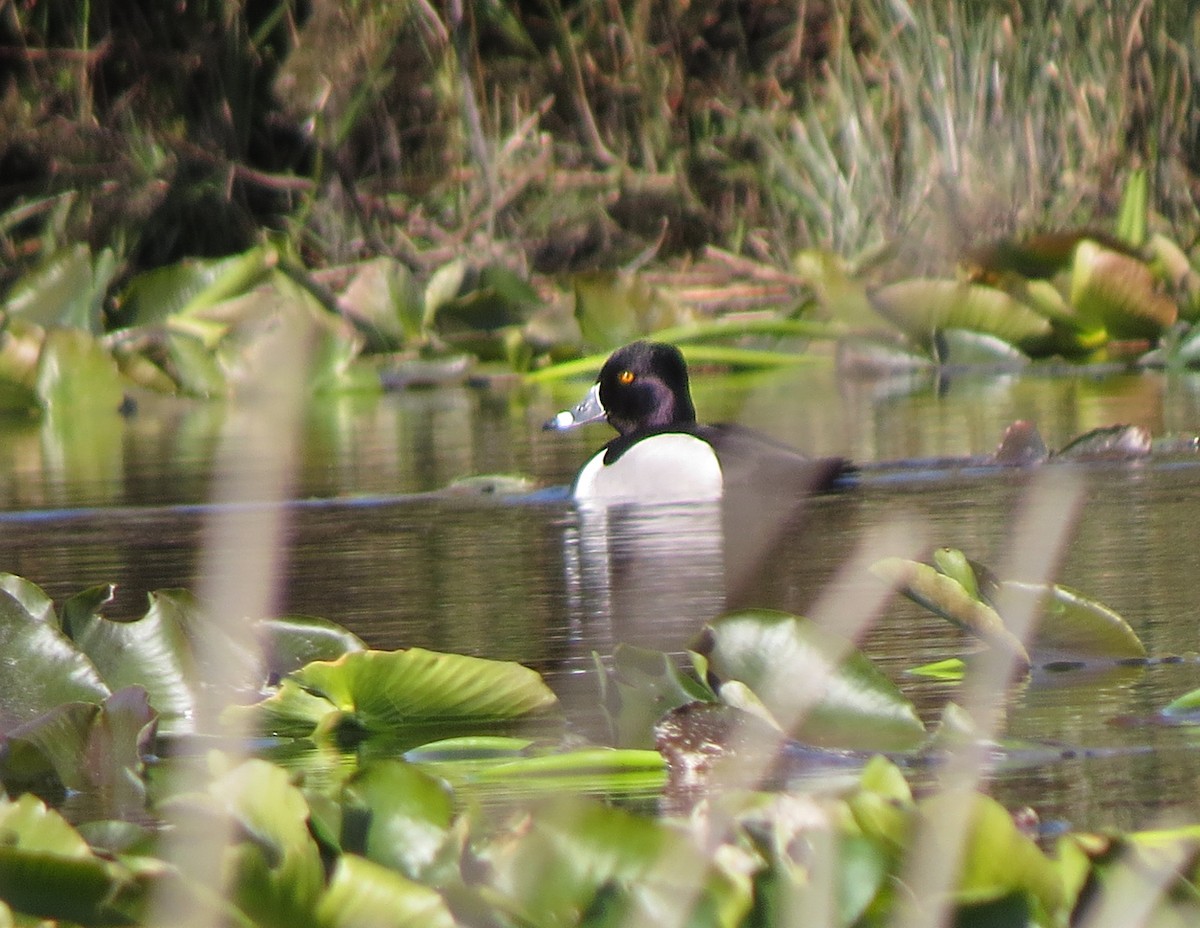 Ring-necked Duck - ML31388181