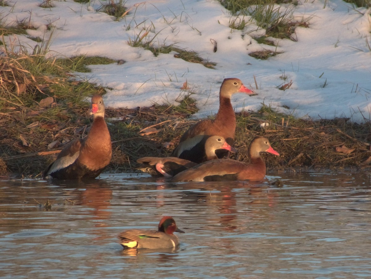 Black-bellied Whistling-Duck - nicole land