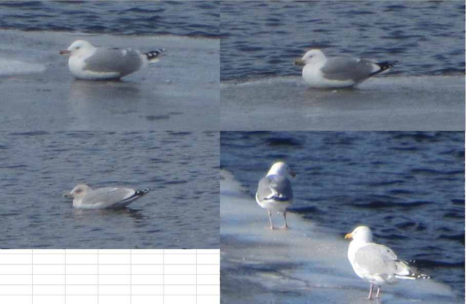 Larus sp. - bound 4 billings